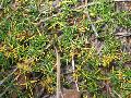 Bedstraw St. Johnswort / Hypericum galioides 